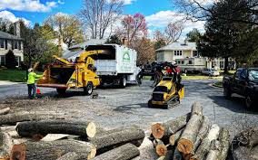 Best Tree Risk Assessment  in Truman, MN