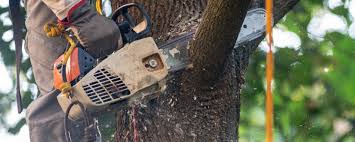 Best Arborist Consultation Services  in Truman, MN