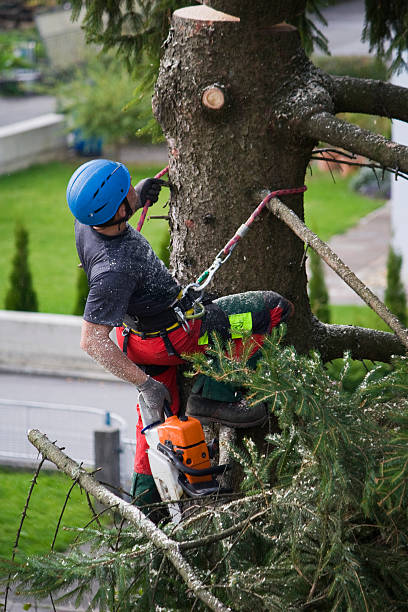 How Our Tree Care Process Works  in  Truman, MN