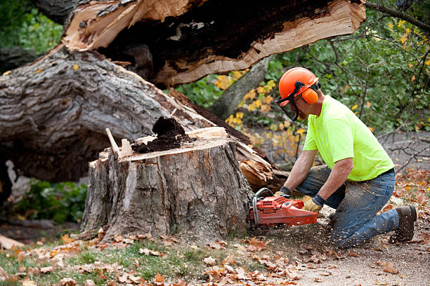 Professional  Tree Services in Truman, MN