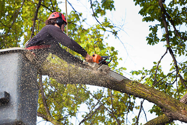 Soil Testing and Treatment in Truman, MN